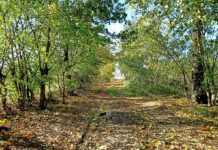 Przywrócić blask książęcej alei