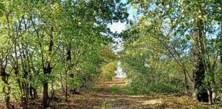 Przywrócić blask książęcej alei