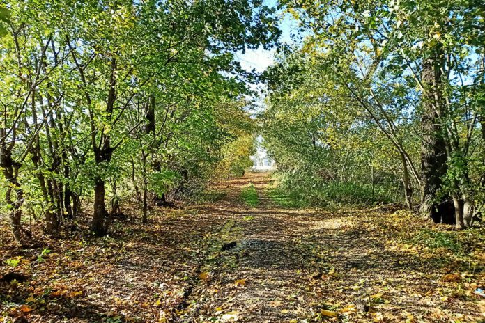 Przywrócić blask książęcej alei Przywrócić blask książęcej alei