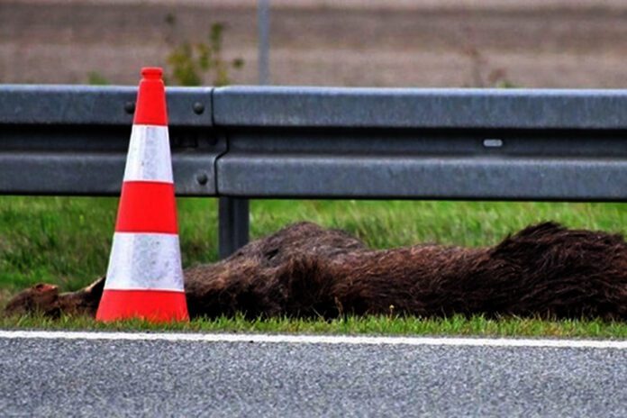 Bielcza - Zderzenie samochodu z łosiem