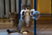 Podaruj im radość i miłość Talusia ze schroniska