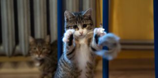 Talusia ze schroniska