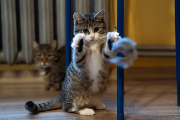 Talusia ze schroniska