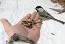 Dokarmianie ptaków