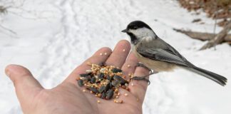 Dokarmianie ptaków