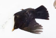 Kos odbił się od szyby jak piłeczka i padł