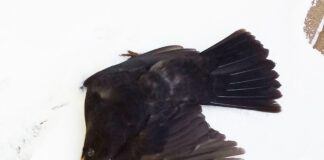 Kos odbił się od szyby jak piłeczka i padł