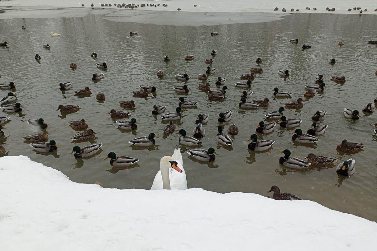 Otoczony zimą staw w Parku Piaskówka 