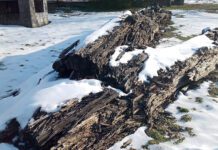 Czy można jeszcze coś uratować z czarnych dębów?