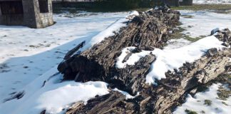 Czy można jeszcze coś uratować z czarnych dębów?