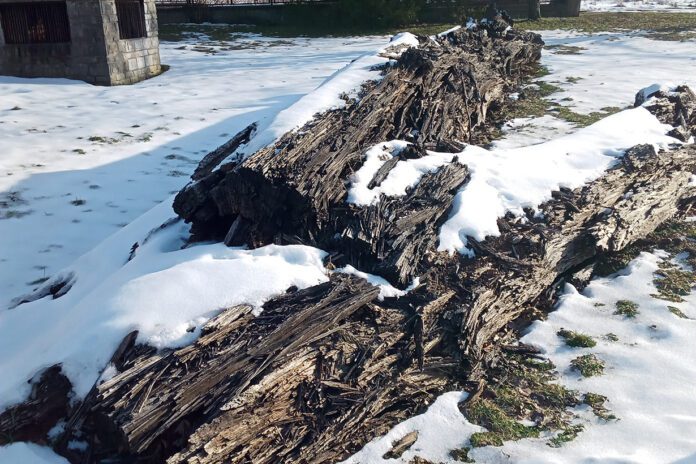 Czy można jeszcze coś uratować z czarnych dębów?