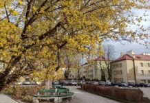 Rekordowo ciepła końcówka lutego Wiosna budzi się w Tarnowie