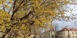 Wiosna budzi się w Tarnowie