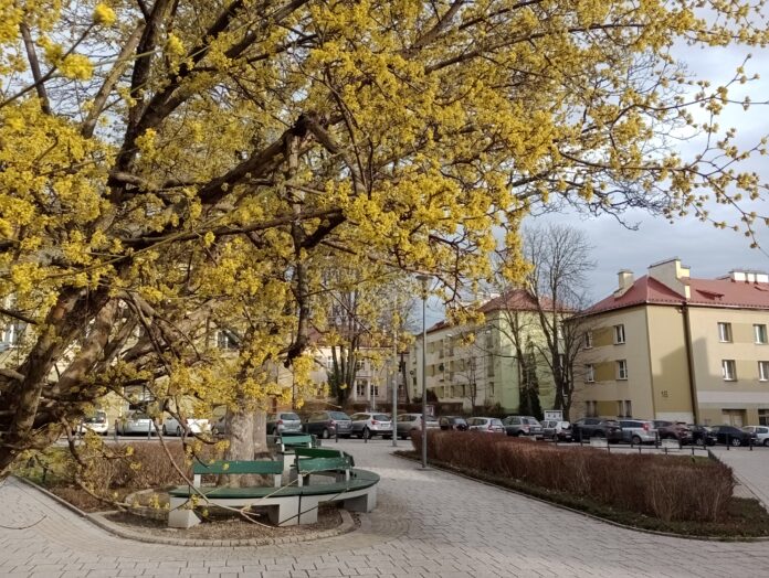 Wiosna budzi się w Tarnowie