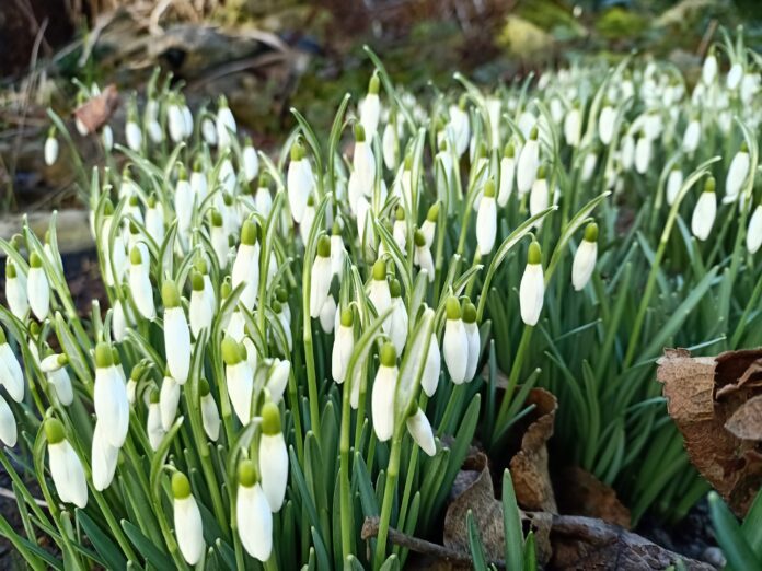 Wiosna przebiśniegi