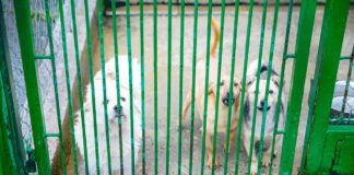 Aż 99 proc. zwierząt trafiających do tarnowskiego azylu nie posiada czipa, a jeżeli już go ma, to nie jest on zarejestrowany w bazie danych