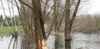 Na pniu drzewa widać świeże ślady zębów bobrów | Fot. Marek Baran TEMI