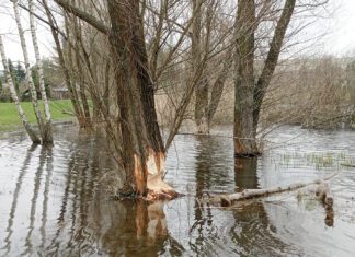 Na pniu drzewa widać świeże ślady zębów bobrów | Fot. Marek Baran TEMI