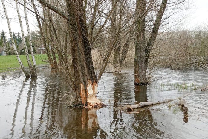 Na pniu drzewa widać świeże ślady zębów bobrów | Fot. Marek Baran TEMI