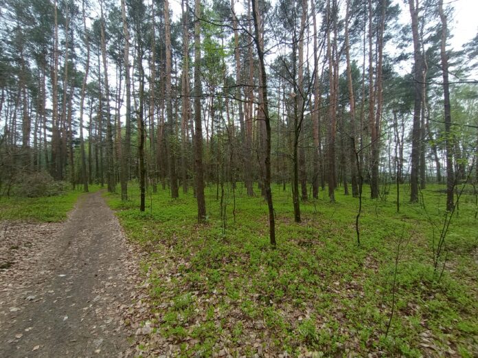 Las szczepienia Las szczepienia