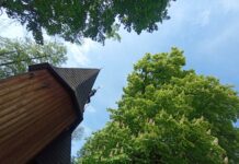 Zakwitły kasztanowce