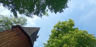 Zakwitły kasztanowce