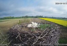 Mieszkańcy Słupca i internauci przez wiele dni niepokoili się o los bociana, i jego jajka | fot. avanet.net.pl