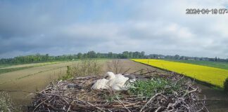 Mieszkańcy Słupca i internauci przez wiele dni niepokoili się o los bociana, i jego jajka | fot. avanet.net.pl