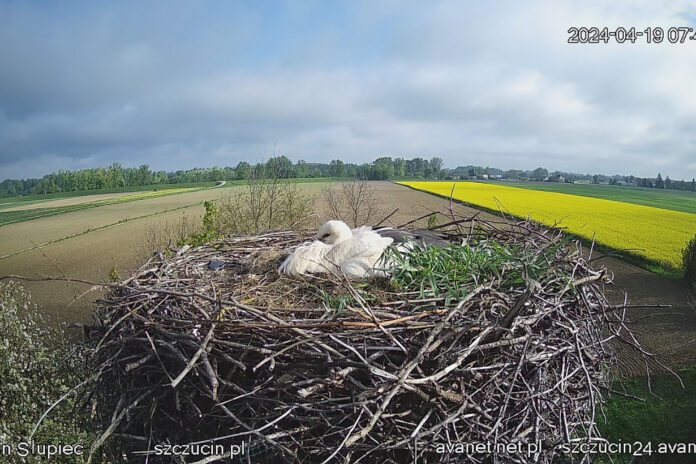 Mieszkańcy Słupca i internauci przez wiele dni niepokoili się o los bociana, i jego jajka | fot. avanet.net.pl