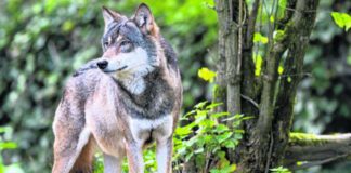 Wilki bliżej domów - zdjęcie ilustracyjne