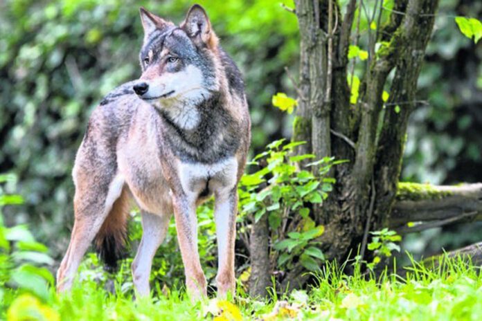 Wilki bliżej domów - zdjęcie ilustracyjne