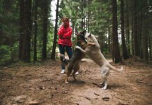 Ostrożnie ze spacerami z czworonogami… Psy w lesie
