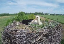 Życie bocianów w Słupcu można całodobowo oglądać przez internetową transmisję z gniazda | fot. avanet.net.pl