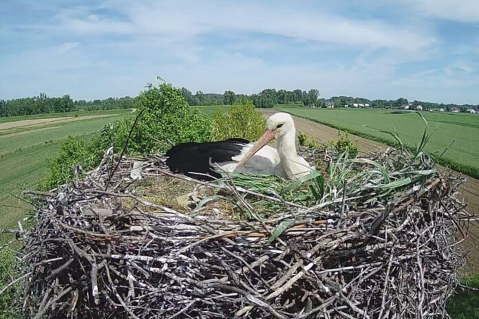 Życie bocianów w Słupcu można całodobowo oglądać przez internetową transmisję z gniazda | fot. avanet.net.pl