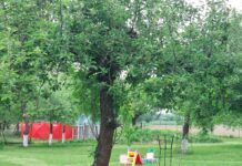 Zabójstwo w Woli Szczucińskiej. Na wyniki badań szczątków dzieci trzeba poczekać Tragedia w Woli Szczucińskiej