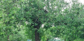 Tragedia w Woli Szczucińskiej