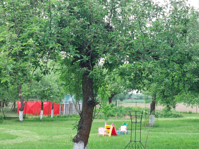 Tragedia w Woli Szczucińskiej