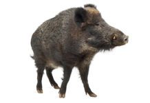 Dziki sieją postrach, a winni są… ludzie Dzik