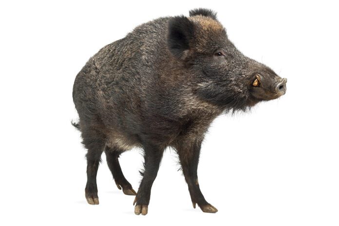 Depositphotos_11717423_XL Dzik