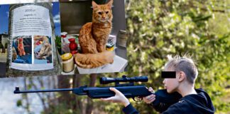 Tarnów zastrzelony kot z wiatrówki