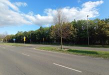 Obumarłe drzewa wzdłuż ul. Słonecznej