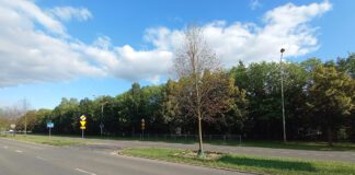 Obumarłe drzewa wzdłuż ul. Słonecznej