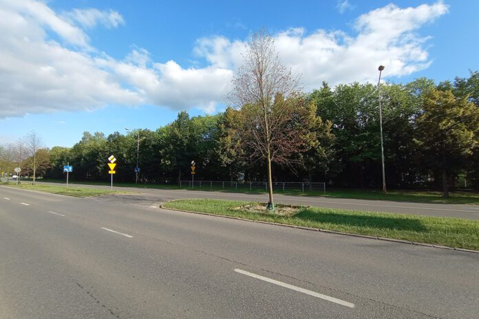 Obumarłe drzewa wzdłuż ul. Słonecznej