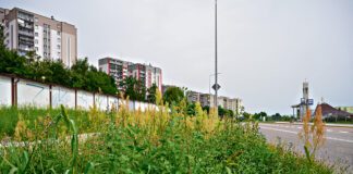 Wysoka trawa na tarnowskich osiedlach