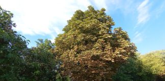 Szkodniki i grzyby atakują okazałe kasztanowce