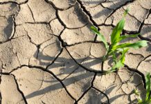 Woda tego lata znowu stała się dobrem deficytowym