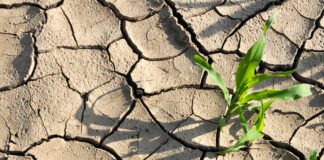 Woda tego lata znowu stała się dobrem deficytowym