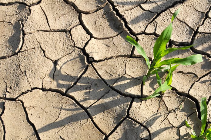 Woda tego lata znowu stała się dobrem deficytowym