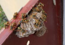 Osy i szerszenie atakują. Co robić w przypadku użądlenia? Osy