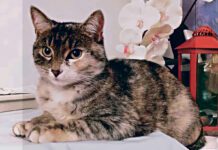 Ktoś przyczynił się do śmierci kota